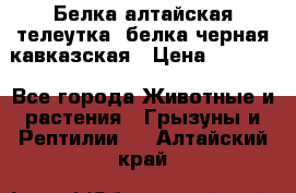 Белка алтайская телеутка, белка черная кавказская › Цена ­ 5 000 - Все города Животные и растения » Грызуны и Рептилии   . Алтайский край